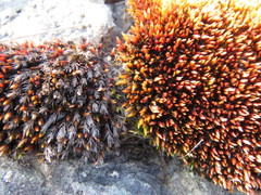 Imbribryum alpinum