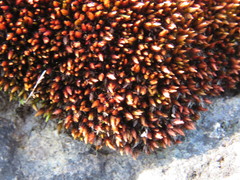 Imbribryum alpinum