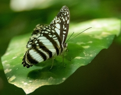 Pseudoneptis bugandensis