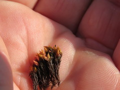 Imbribryum alpinum