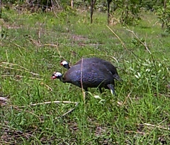 Numida meleagris galeatus