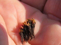 Imbribryum alpinum
