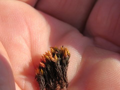 Imbribryum alpinum