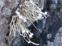 Ramalina cuspidata