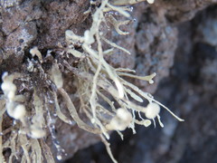 Ramalina cuspidata
