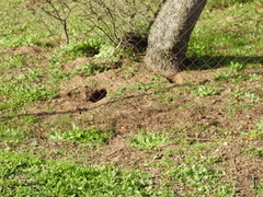 Oryctolagus cuniculus