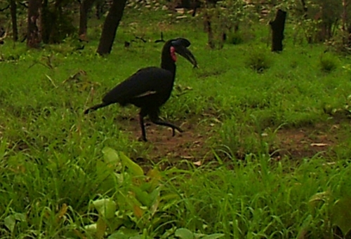 Abyssinian Ground-Hornbill