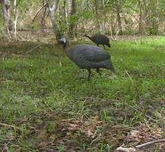 Numida meleagris galeatus