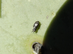 Stictomyia longicornis