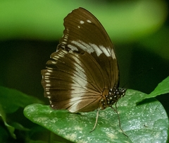 Hypolimnas salmacis salmacis