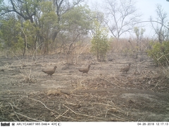 Ptilopachus petrosus