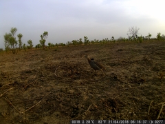 Pternistis bicalcaratus