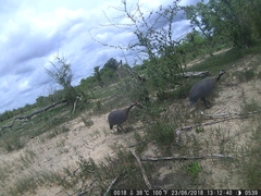 Numida meleagris galeatus