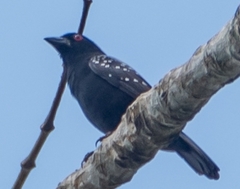 Nigrita canicapillus