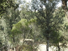 Phillyrea angustifolia