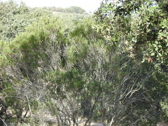 Phillyrea angustifolia