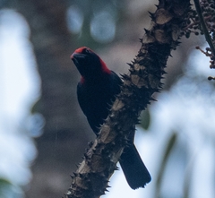 Malimbus rubricollis