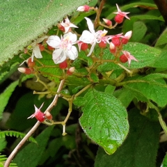 Heterocentron glandulosum