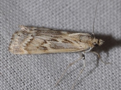 Pediasia serraticornis