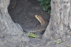 Broadleysaurus major