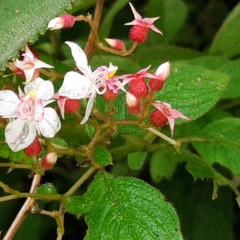 Heterocentron glandulosum
