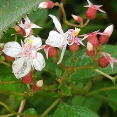 Heterocentron glandulosum