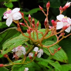 Heterocentron glandulosum