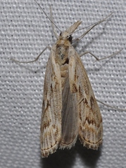 Pediasia serraticornis