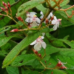 Heterocentron glandulosum
