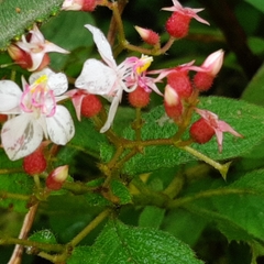 Heterocentron glandulosum