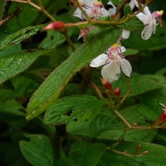 Heterocentron glandulosum