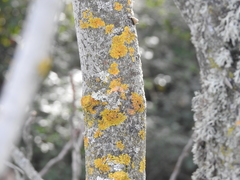 Parmelina