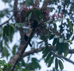 Malimbus rubricollis