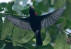 Malimbus rubricollis