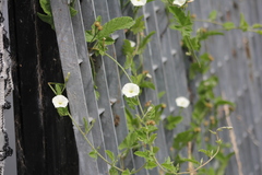 Convolvulus hermanniae
