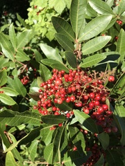 Schinus terebinthifolia