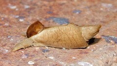 Lebedodes rufithorax