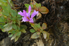 Penstemon barrettiae