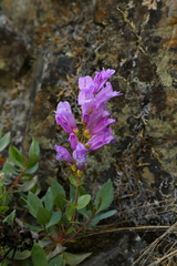Penstemon barrettiae