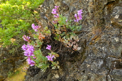 Penstemon barrettiae