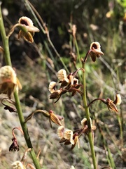 Eulophia bolusii