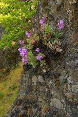 Penstemon barrettiae