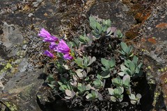 Penstemon barrettiae