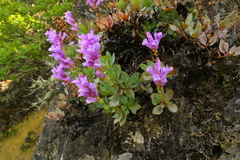 Penstemon barrettiae