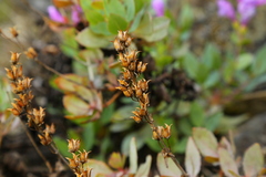 Penstemon barrettiae