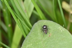 Heliophanus apiatus