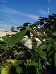 Gossypium barbadense