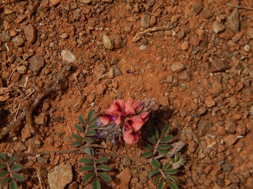 Image of Indigofera alternans by no rights reserved