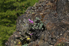 Penstemon barrettiae