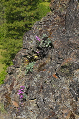 Penstemon barrettiae